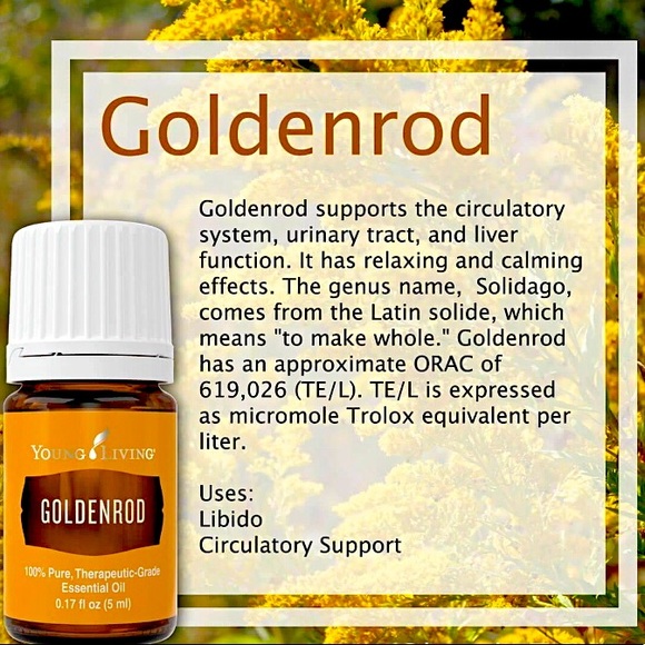 ❤️ Goldenrod Essential Oil. New. - Picture 1 of 1